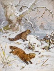 Wolverines in the Snow